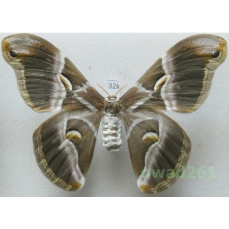 Samia cynthia (Drury, 1773) female ex. ovo China 105mm32k